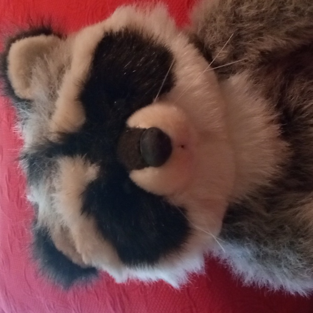 Racoon - Picture 2 of 4